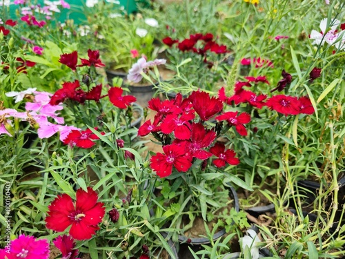 Bunches of red flowers with green grass and white and light pink flowers in the background