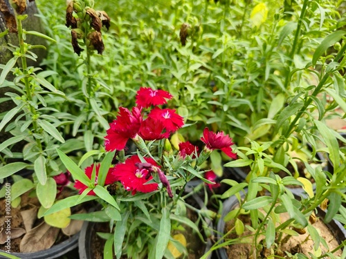 Red flowers clusters with leafy and grassy background.Beauty of nature