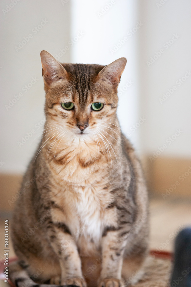 Porträt einer sitzenden Egyptian Mau Katze Porträt einer sitzenden Egyptian Mau Katze