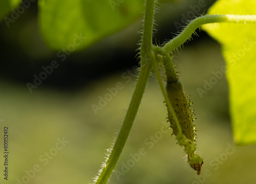 Close up of a growing small cucumber for purpose of web and design use