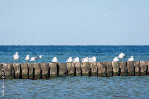 Many seagulls sit on wooden breakwaters on a Baltic Sea coast photo