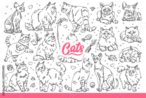 Domestic cats of different breeds in different poses  resting or hunting for toys. Fluffy and hairless cats for advertising zoo store with products for pet owners. Hand drawn doodle