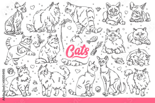 Domestic cats of different breeds in different poses, resting or hunting for toys. Fluffy and hairless cats for advertising zoo store with products for pet owners. Hand drawn doodle