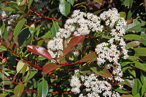 Flowers of the Photinia Red Robin plant in April.

