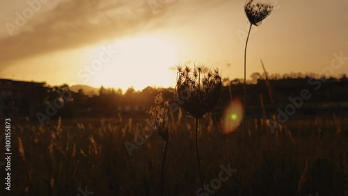 Flowers And Grass On A Countryard Sunny Scene  photo