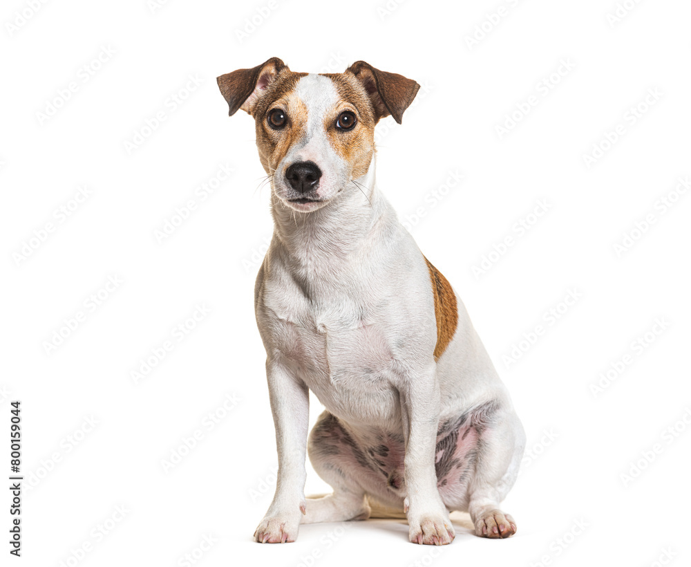 Jack Russel Terrier, sitting and looking at the camera, isolated on white