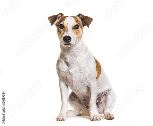 Jack Russel Terrier  sitting and looking at the camera  isolated on white