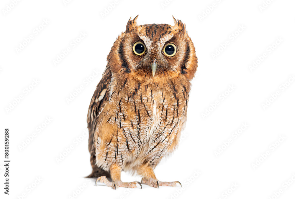Naklejka premium A captivating brown Tropical screech owl stares intently, isolated on white