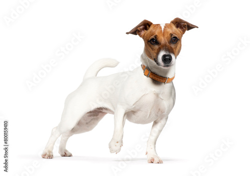 Alert jack russell terrier standing on white background