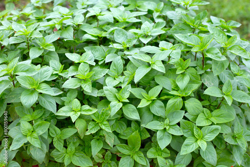 Fresh green leaves of sweet basil plant