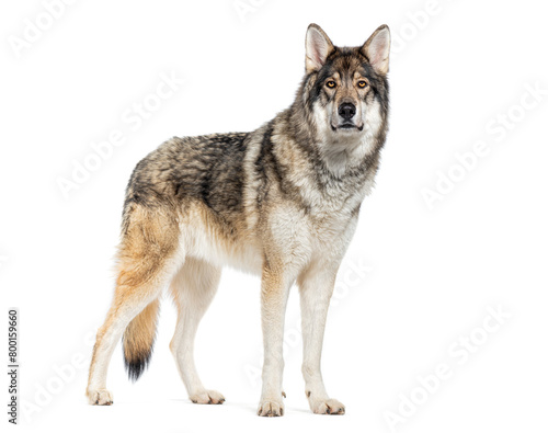 Timber Shepherd a kind of Wolfdog  looking at the camera  Isolated on white
