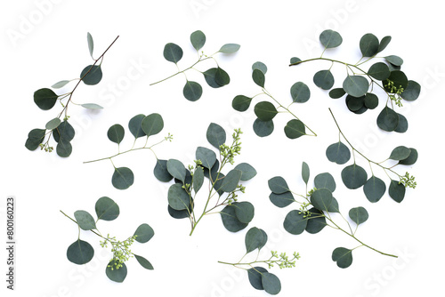 Eucalyptus leaves on white background. Green leaf branches.