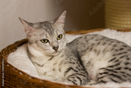 Obraz na płótnie Egyptian Mau in ihrem Katzenbett