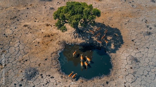 Herd of impalas quenching thirst at a shrinking waterhole in a drought-stricken savanna, Concept of wildlife adaptation and climate challenges
