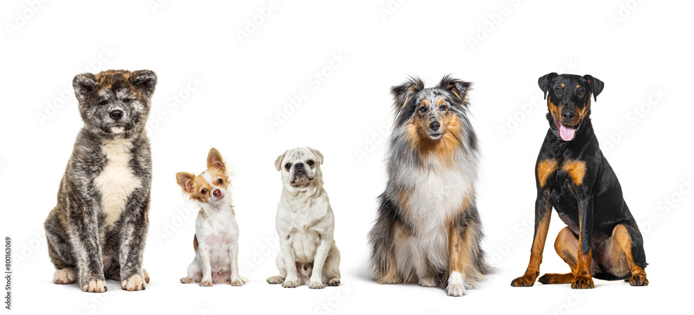 Obraz premium Five dogs of different breeds sitting together in a row, looking at the camera, isolated on white