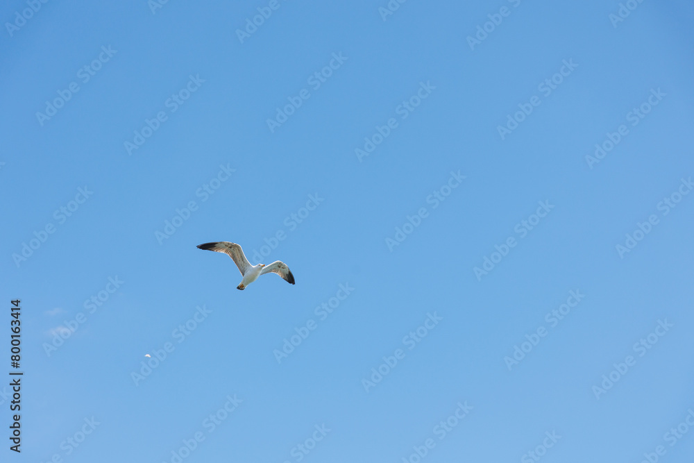 Seagull flying in clear blue sky at sunny day. White gull bird soaring in heaven at summer Seagull flying in clear blue sky at sunny day. White gull bird soaring in heaven at summer