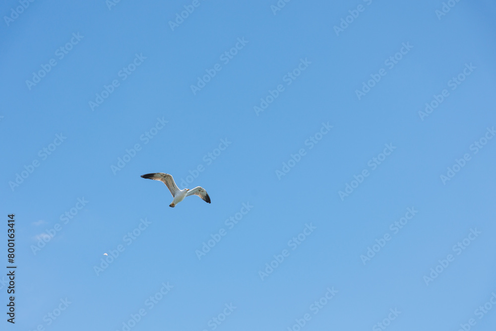 Seagull flying in clear blue sky at sunny day. White gull bird soaring in heaven at summer