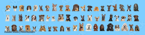 Collage of many different dog breeds heads, facing and looking at the camera against a neutral blue background