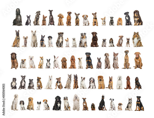 Collage of many different dog breeds sitting facing at the camera against a neutral background