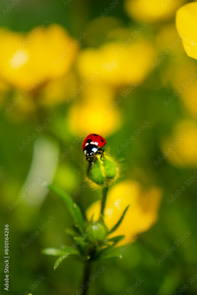 Buttercup with ladybug in a garden in spring, ranunculus repens Buttercup with ladybug in a garden in spring, ranunculus repens