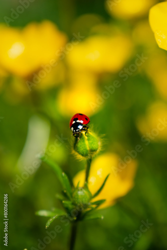 Buttercup with ladybug in a garden in spring, ranunculus repens © Reflexpixel