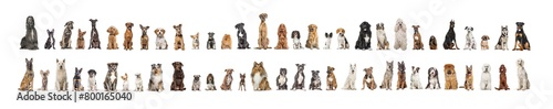 Collage of many different dog breeds sitting facing at the camera against a neutral background © Eric Isselée