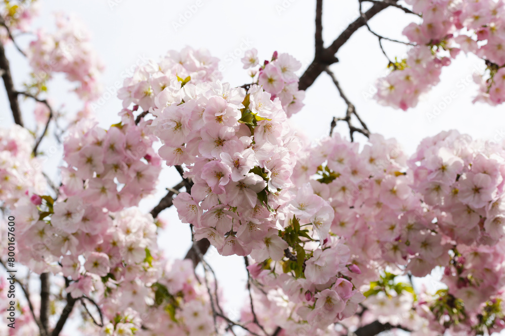 Branches of sakura flowers, cherry blossom Branches of sakura flowers, cherry blossom