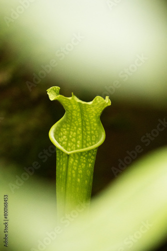 Yellow trumpets, pale pitcher plant or pale trumpet a carnivorous plant (Sarracenia alata)