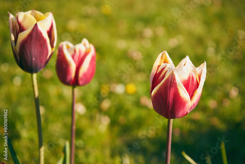 tulipany 