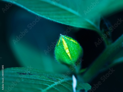 Macro of a yellow bud