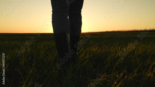 wheat production business, agricultural business strategy, farming boots walking, sunset wheat field, countryside boots trek, wheat harvest sunset, rural farm operation, farmer business growth photo