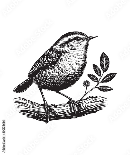 wren vector illustration black and white