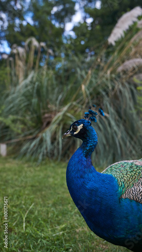 Wallpaper Mural A blue male peacock on a background of nature green plants Torontodigital.ca