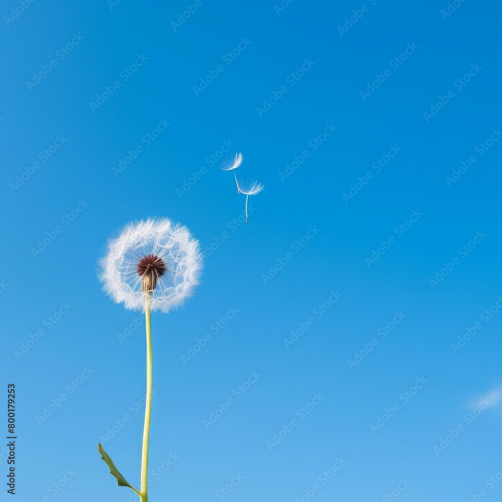 Minimalist shot of a single dandelion against a clear sky, focusing on themes of loneliness and growth