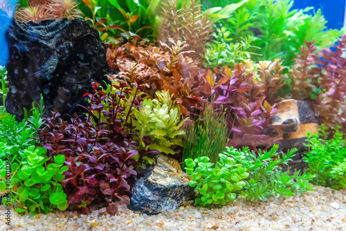Underwater landscape nature forest style aquarium tank with a variety of aquatic plants, stones and herb decorations.