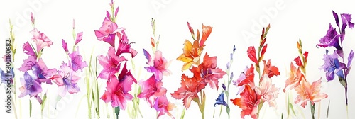 A watercolor painting of a field of gladiolus flowers