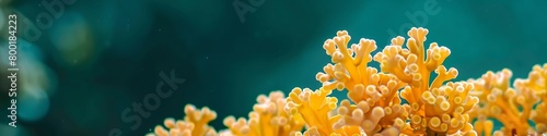 yellow corals on green background.