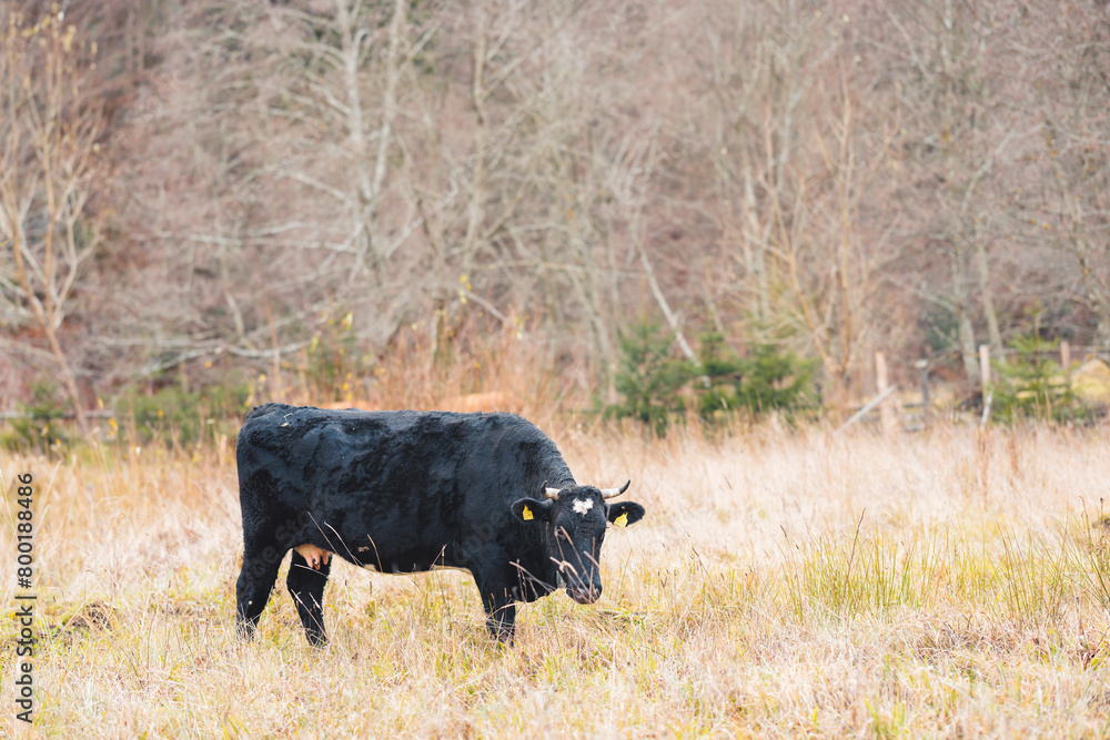 A majestic black cow peacefully stands in a vast field, its glossy coat contrasting against the green grass and blue sky A majestic black cow peacefully stands in a vast field, its glossy coat contrasting against the green grass and blue sky