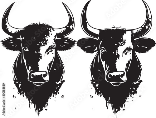 black and white bull