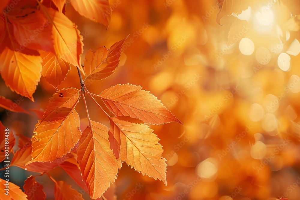 An artistic rendering of autumn leaves in warm colors with a blurred background An artistic rendering of autumn leaves in warm colors with a blurred background