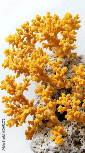 yellow corals on a white background.
