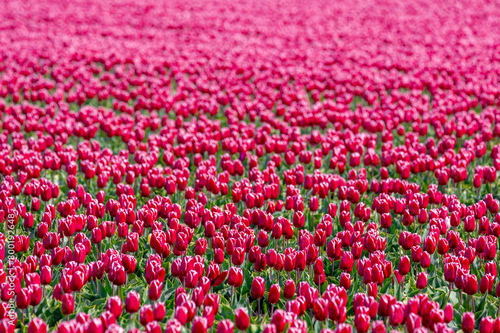 Row or line of purple tulips flowers with green leaves on the field in countryside farm, Tulips are plants of the genus Tulipa, Spring-blooming perennial herbaceous bulbiferous geophytes, Netherlands.