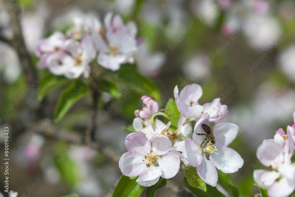 Blooming fruit trees in spring garden Blooming fruit trees in spring garden