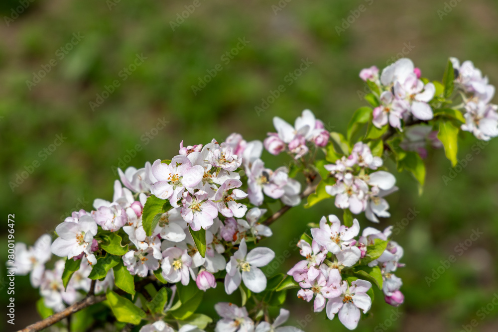 Blooming fruit trees in spring garden Blooming fruit trees in spring garden
