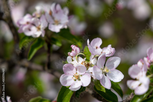 Blooming fruit trees in spring garden