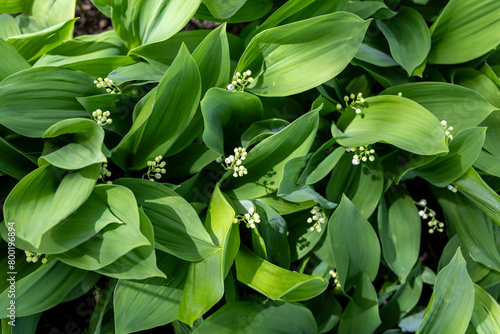 White flowers in the spring forest