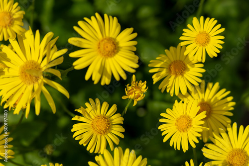 Yellow daisies in spring