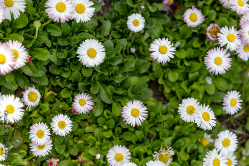 Small white flowers in spring