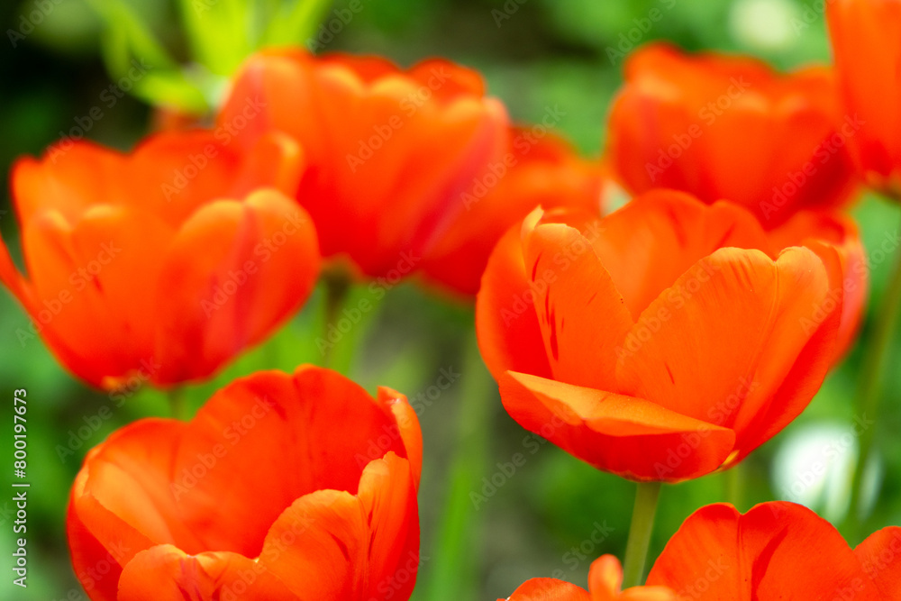 Red tulips in the spring park Red tulips in the spring park