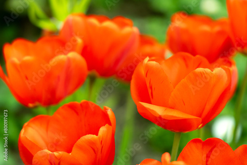 Red tulips in the spring park